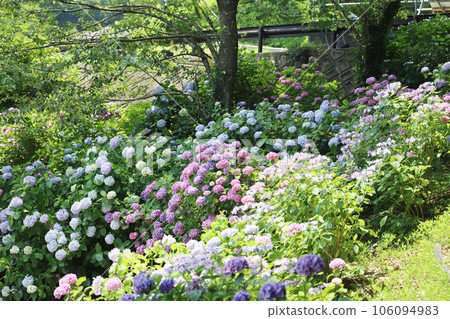 平原溫泉繡球花 106094983