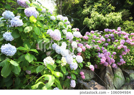 Hirahara Onsen Hydrangea Hirahara Onsen Hydrangea 106094984