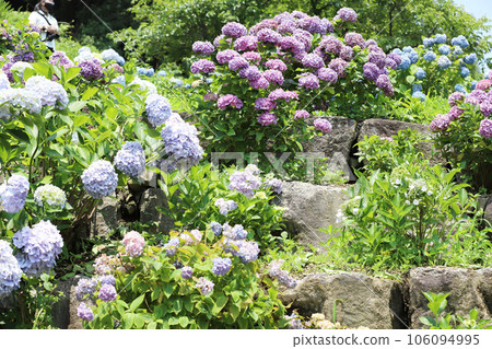 Hirahara Onsen Hydrangea Hirahara Onsen Hydrangea 106094995
