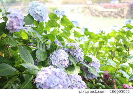 Hirahara Onsen Hydrangea 106095001