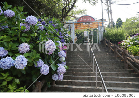 平原溫泉繡球花 平原溫泉繡球花 106095005