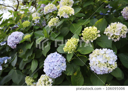 Hirahara Onsen Hydrangea Hirahara Onsen Hydrangea 106095006