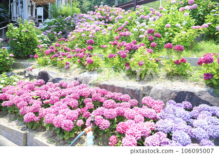 Hirahara Onsen Hydrangea 106095007