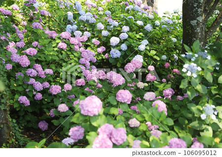 Hirahara Onsen Hydrangea Hirahara Onsen Hydrangea 106095012