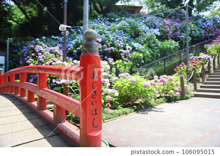 Hirahara Onsen Hydrangea Hirahara Onsen Hydrangea 106095015