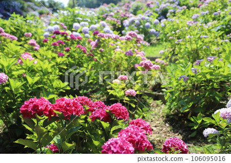 Hirahara Onsen Hydrangea Hirahara Onsen Hydrangea 106095016