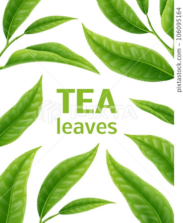 Realistic tea leaves background with vector green leaves and tree branches. Tea foliage 3d backdrop, eco garden, organic plantation and farm plants for natural drink, matcha hot beverage, cosmetic oil Realistic tea leaves background with vector green leaves and tree branches. Tea foliage 3d backdrop, eco garden, organic plantation and farm plants for natural drink, matcha hot beverage, cosmetic oil 106095164