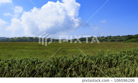 夏季的霧峰屋島濕地,橫跨長野縣諏訪市周邊各市町村 夏季的霧峰屋島濕地,橫跨長野縣諏訪市周邊各市町村 106096206