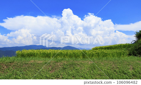 The rice terraces of Obasute, which has been fruitful 106096482