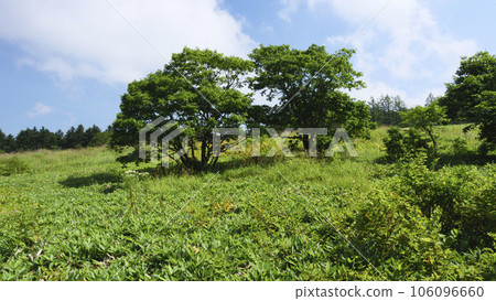 Kirigamine's Yashima Wetland in the summer, straddling the municipalities surrounding Suwa City, Nagano Prefecture　　 106096660