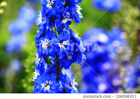 Daihienso (Hienso, Chidori grass, Chidori flower, Suijaku flower, Suijaku, Hibari no tsume, Shiroko flower, Hyakubugusa, Guzume lotus) 106096951