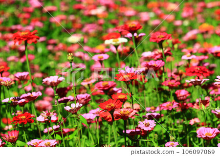 盛開的菊花、百日草、火花花、步高、長草、魚尾菊、台巴梅 106097069