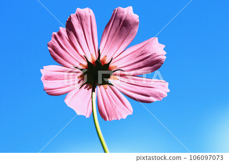 綻放的大波斯菊花(格桑花,秋英,波斯菊,秋櫻,笤帚梅,掃帚梅,大春車菊,大春菊)藍天為背景 綻放的大波斯菊花(格桑花,秋英,波斯菊,秋櫻,笤帚梅,掃帚梅,大春車菊,大春菊)藍天為背景 106097073