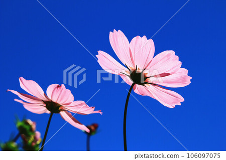 綻放的大波斯菊花(格桑花,秋英,波斯菊,秋櫻,笤帚梅,掃帚梅,大春車菊,大春菊)藍天為背景 106097075