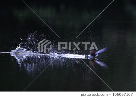 Hario Swift ㉔（北海道） 106097107