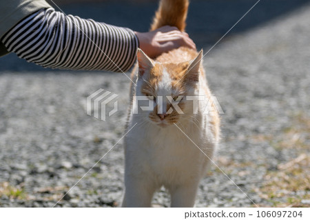 Stroking a cat, a brown-white cat Stroking a cat, a brown-white cat 106097204