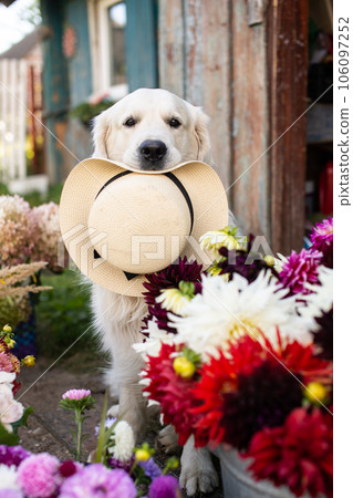 Cute Labrador retriever dog sits near flowers and holds a hat in his teeth 106097252