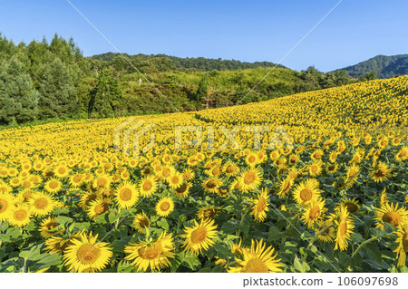 Sunflower Festa 2023, Sannokura Kogen (Ski Resort) in Summer, Kitakata City, Fukushima Prefecture Sunflower Festa 2023, Sannokura Kogen (Ski Resort) in Summer, Kitakata City, Fukushima Prefecture 106097698