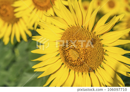 福島縣喜多方市夏季的三倉高原(滑雪場)向日葵節2023 福島縣喜多方市夏季的三倉高原(滑雪場)向日葵節2023 106097710