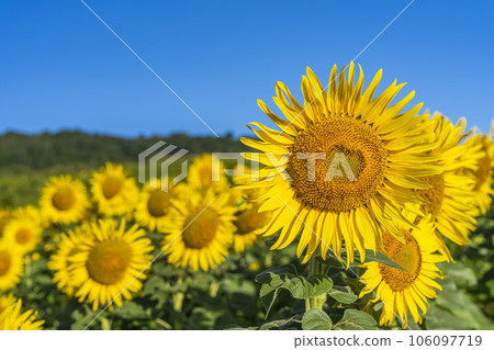 福島縣喜多方市夏季的三倉高原（滑雪場）向日葵節2023 106097719