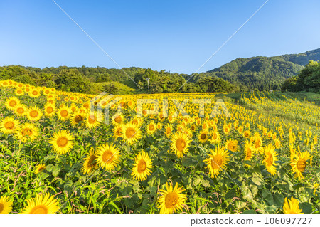 Sunflower Festa 2023, Sannokura Kogen (Ski Resort) in Summer, Kitakata City, Fukushima Prefecture 106097727