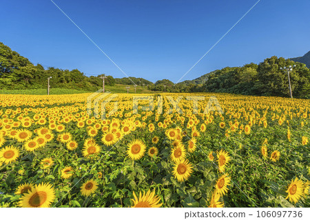 福島縣喜多方市夏季的三倉高原（滑雪場）向日葵節2023 106097736