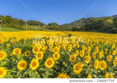 Sunflower Festa 2023, Sannokura Kogen (Ski Resort) in Summer, Kitakata City, Fukushima Prefecture 106097739