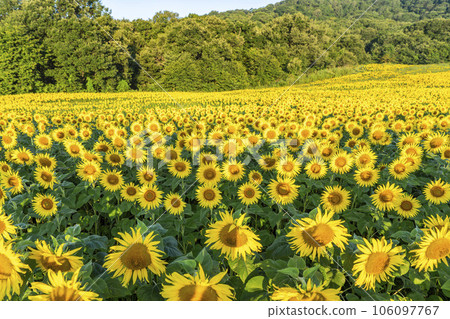 Sunflower Festa 2023, Sannokura Kogen (Ski Resort) in Summer, Kitakata City, Fukushima Prefecture 106097767
