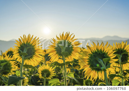 Sunflower Festa 2023, Sannokura Kogen (Ski Resort) in Summer, Kitakata City, Fukushima Prefecture Sunflower Festa 2023, Sannokura Kogen (Ski Resort) in Summer, Kitakata City, Fukushima Prefecture 106097768