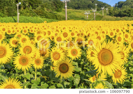 福島縣喜多方市夏季的三倉高原（滑雪場）向日葵節2023 106097790