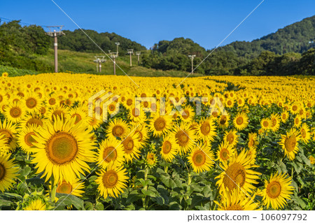 福島縣喜多方市夏季的三倉高原（滑雪場）向日葵節2023 106097792