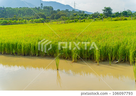 Rice field.  106097793