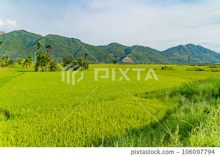 Rice field.  106097794