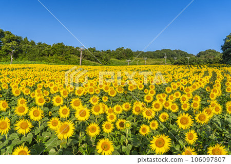 福島縣喜多方市夏季的三倉高原（滑雪場）向日葵節2023 106097807
