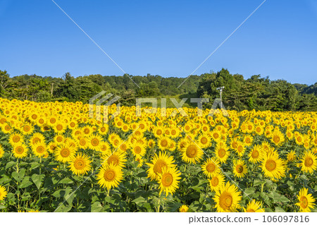 福島縣喜多方市夏季的三倉高原（滑雪場）向日葵節2023 106097816