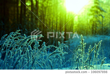 Winter scene Winter scene 106097898