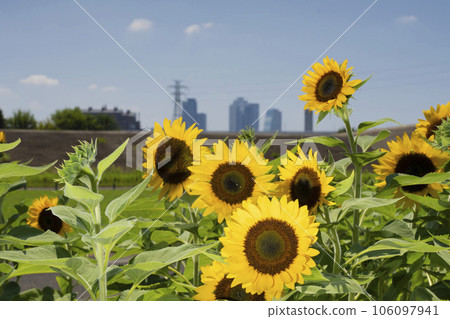 有向日葵田和遠景的名站前大樓 2023 106097941