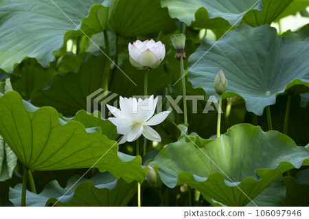 美麗的白蓮花 美麗的白蓮花 106097946