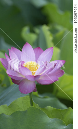 美麗的粉紅色蓮花 106097954