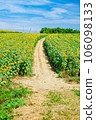 Sunflower field and blue sky 106098133