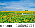 Sunflower field and blue sky 106098134