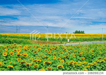 Sunflower field and blue sky 106098134