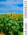 Sunflower field and blue sky 106098135