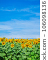 Sunflower field and blue sky 106098136