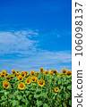 Sunflower field and blue sky 106098137