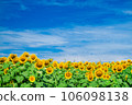 Sunflower field and blue sky 106098138