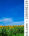 Sunflower field and blue sky 106098139