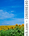 Sunflower field and blue sky 106098140