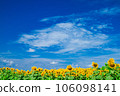Sunflower field and blue sky 106098141