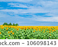 Sunflower field and blue sky 106098143